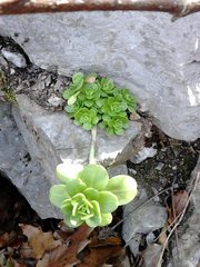 Sedum rhodocarpum