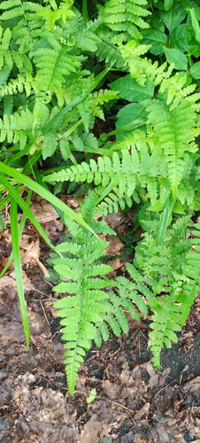 Deparia conilii