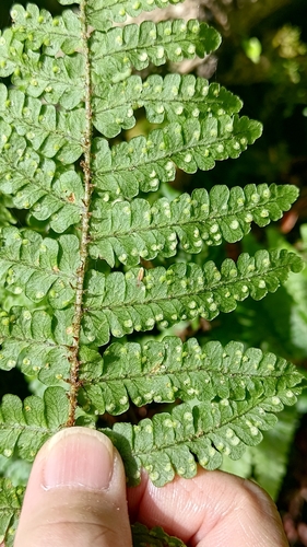 Dryopteris transmorrisonensis observed 2026-06-29