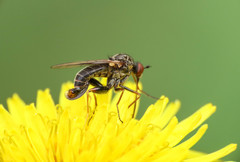 Empis femorata