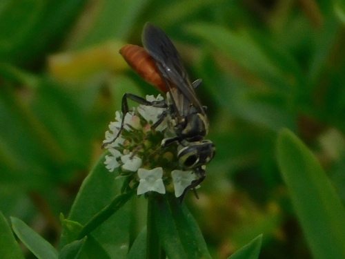 Wasp (Larra bicolor) photo 3