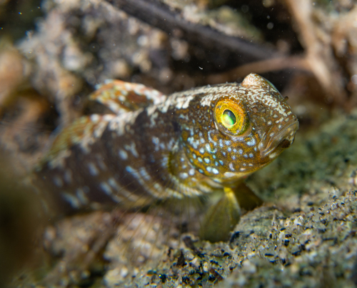 Sphinx goby (Amblygobius sphynx) — Gobiidae — 4