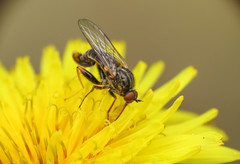 Empis femorata