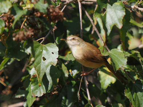 Tawny-flanked Prinia