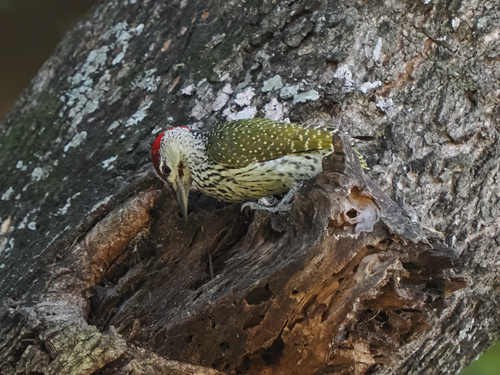 Golden-tailed Woodpecker