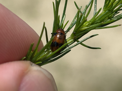 Coptocephala orientalis