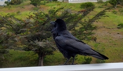 Corvus corax