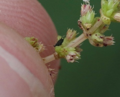 Aphis sedi