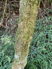 Tabernaemontana ventricosa