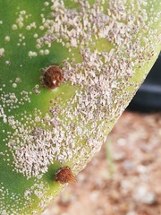 Diaspis echinocacti