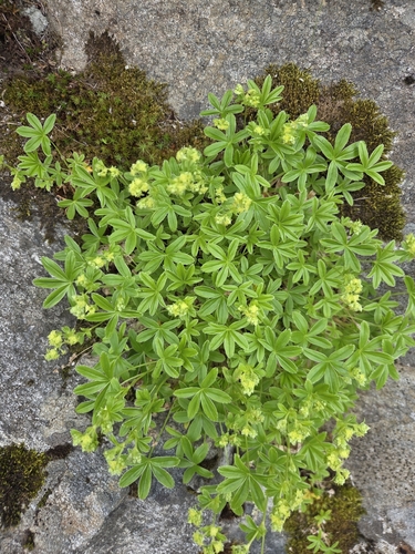 Alpine Lady's-mantle