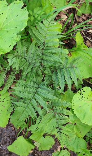 Athyrium vidalii