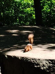 Eurasian Red Squirrel