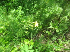 Crepis praemorsa, photograph author not stated, no rights reserved