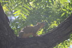 Sciurus niger