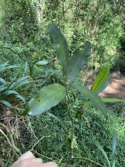 Tabernaemontana ventricosa