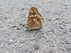 Lesser Purple Emperor