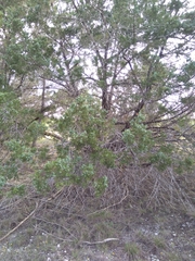 Juniperus ashei