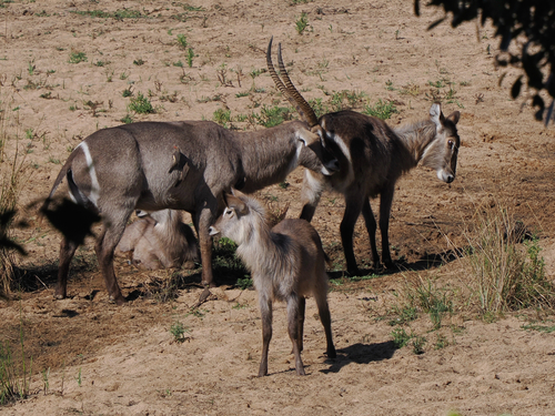 Common Waterbuck