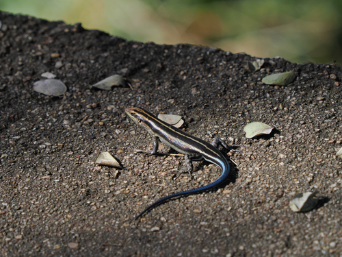 Rainbow Skink