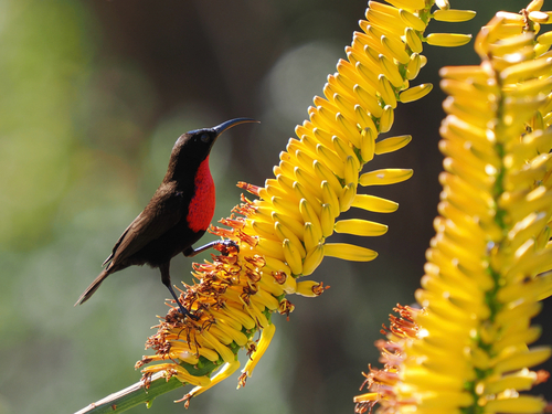 Scarlet-chested Sunbird