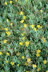 Malephora lutea