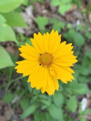Coreopsis auriculata