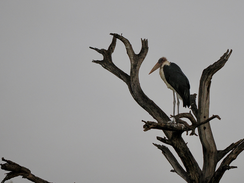 Marabou Stork