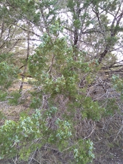 Juniperus ashei