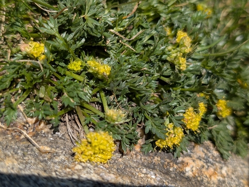 Oreoxis alpina observed 2026-06-28