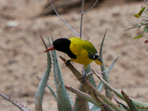 Southern Black-headed Oriole