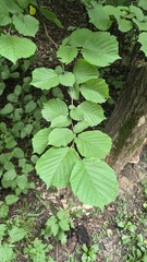 common hazel