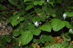 Rubus ursinus macropetalus
