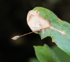 Andricus pedicellatus