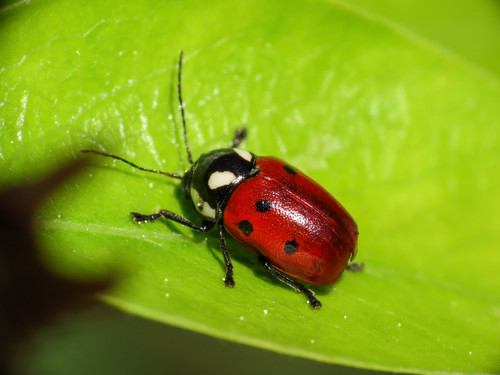 Cryptocephalus tricolor