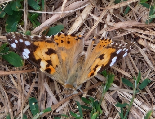 Painted Lady