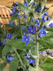 Pentaglottis sempervirens