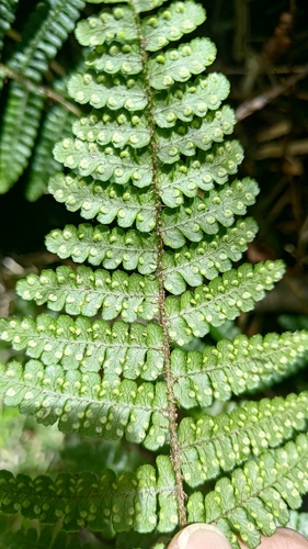 Dryopteris transmorrisonensis observed 2026-06-29