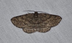 Pterospoda nigrescens