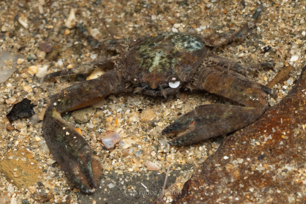 Petrolisthes haplodactylus