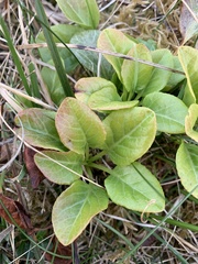 Pyrola rotundifolia maritima