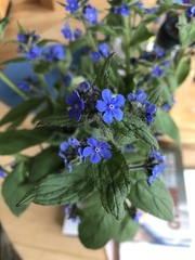 Pentaglottis sempervirens