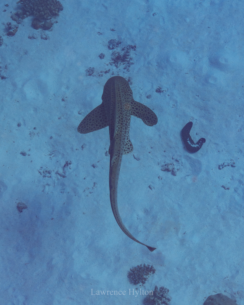 Zebra shark seen from above resting on the seabed