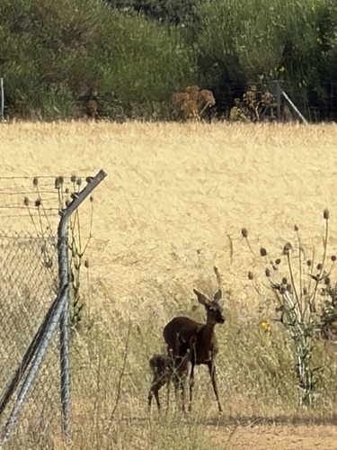 Western Roe Deer