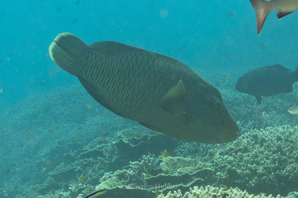 Humphead wrasse swimming over coral in Queensland