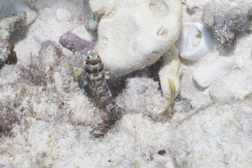 Blenniella chrysospilos observed 2026-06-25