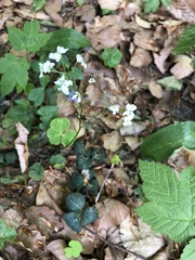 Cardamine trifolia