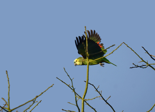 Yellow-winged Amazon