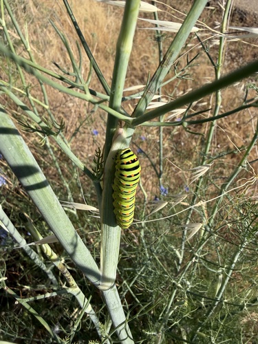 Old World Swallowtail
