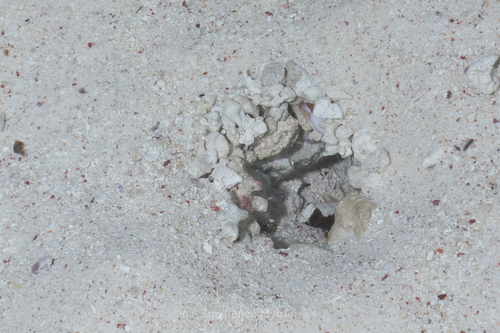 Cryptocentrus leucostictus observed 2026-06-25